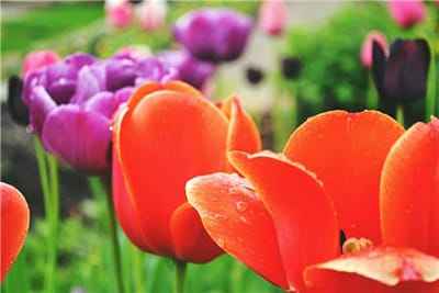 Xem hình ảnh những bông hoa Tulip với màu đỏ và tím