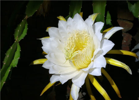 Hình ảnh bông hoa thanh long trắng