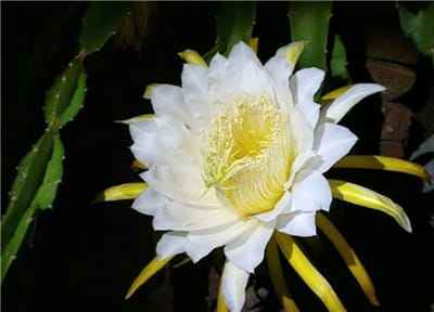 Xem hình ảnh bông hoa thanh long trắng