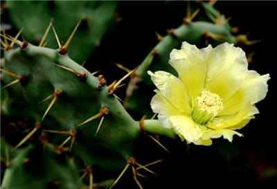 Xem hình ảnh bông hoa xương Rồng màu xanh non tuyệt đẹp