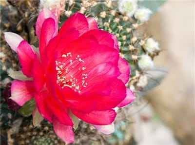 Xem hình ảnh bông hoa xương Rồng đỏ