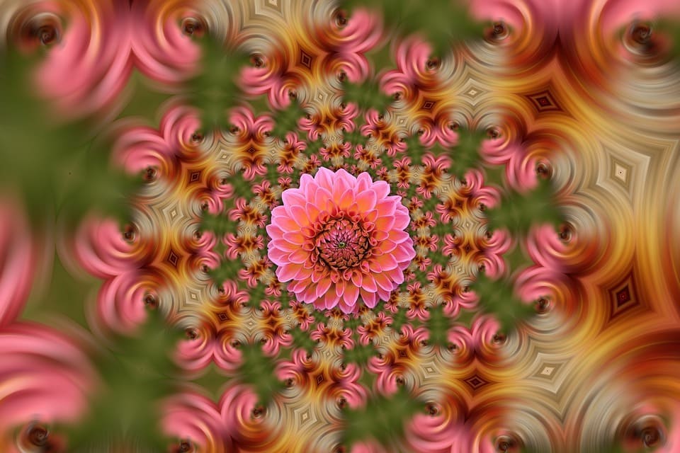 Xem hình ảnh hoa với hiệu ứng kỹ thuật số