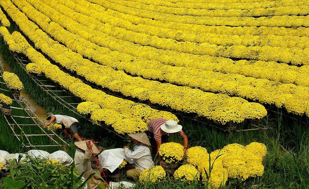 Xem hình ảnh đẹp cánh động hoa cúc mùa thu hoạch