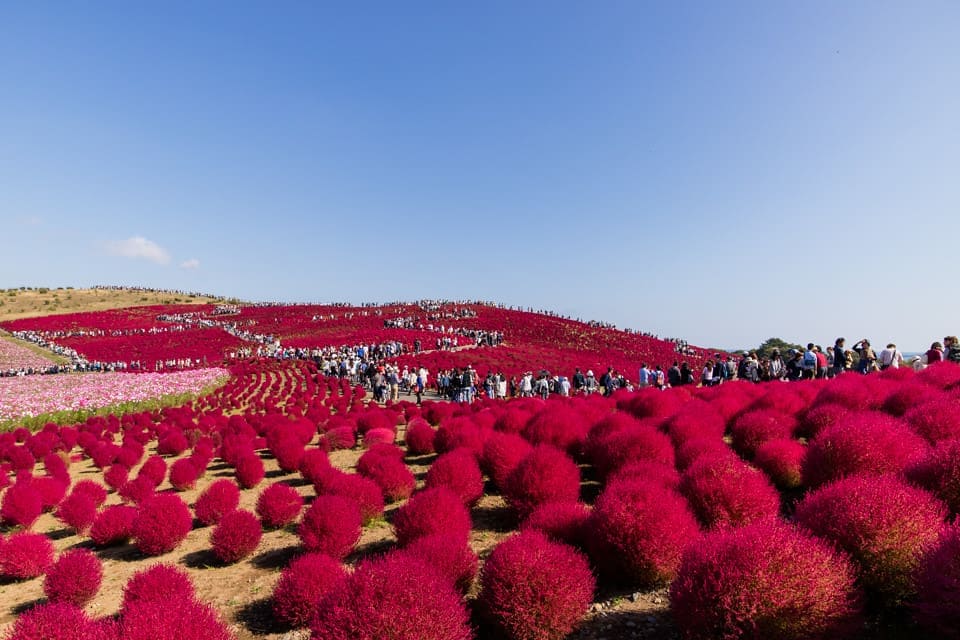 Xem hình ảnh đẹp về cánh đồng hoa đỏ rực ở Nhật Bản