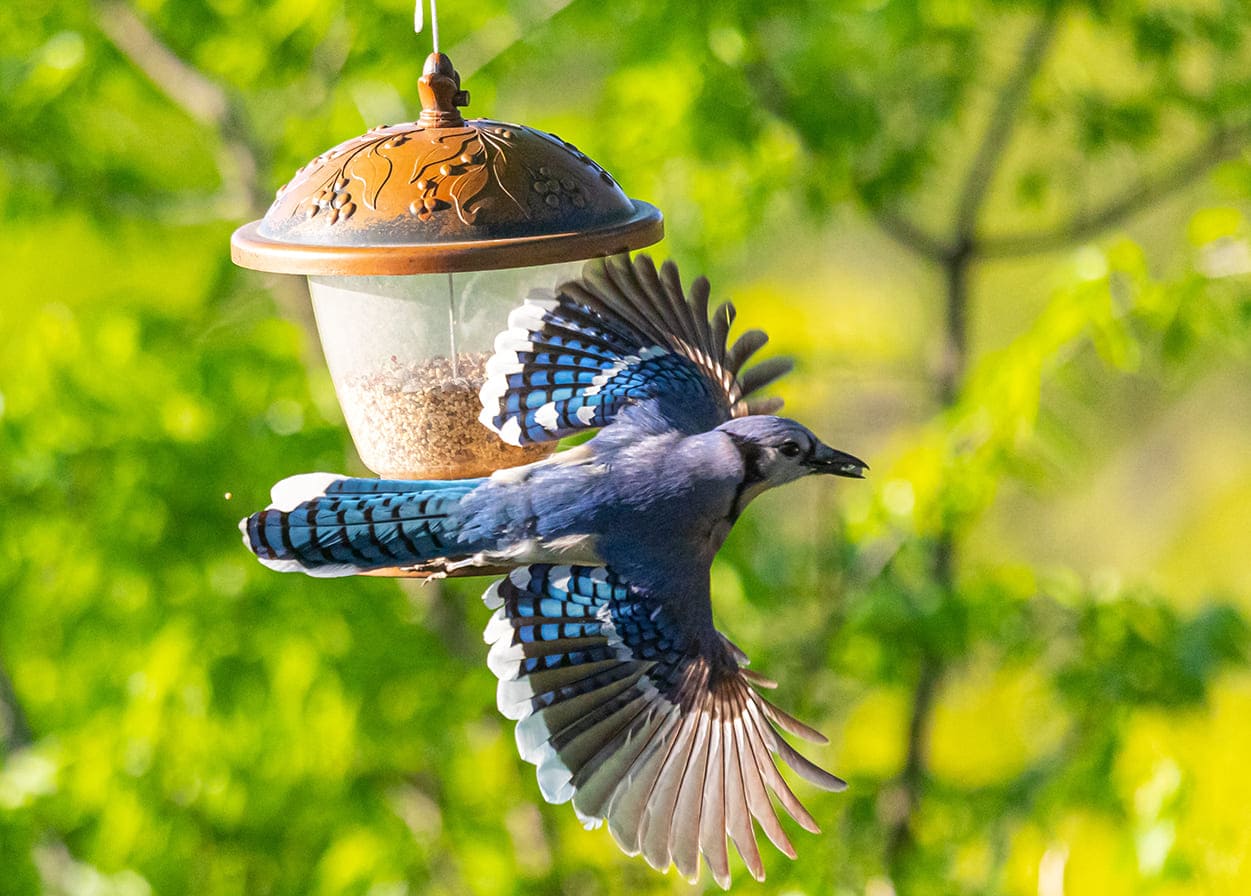 Xem hình ảnh đẹp nghệ thuật về chú chim đang sải cánh bay