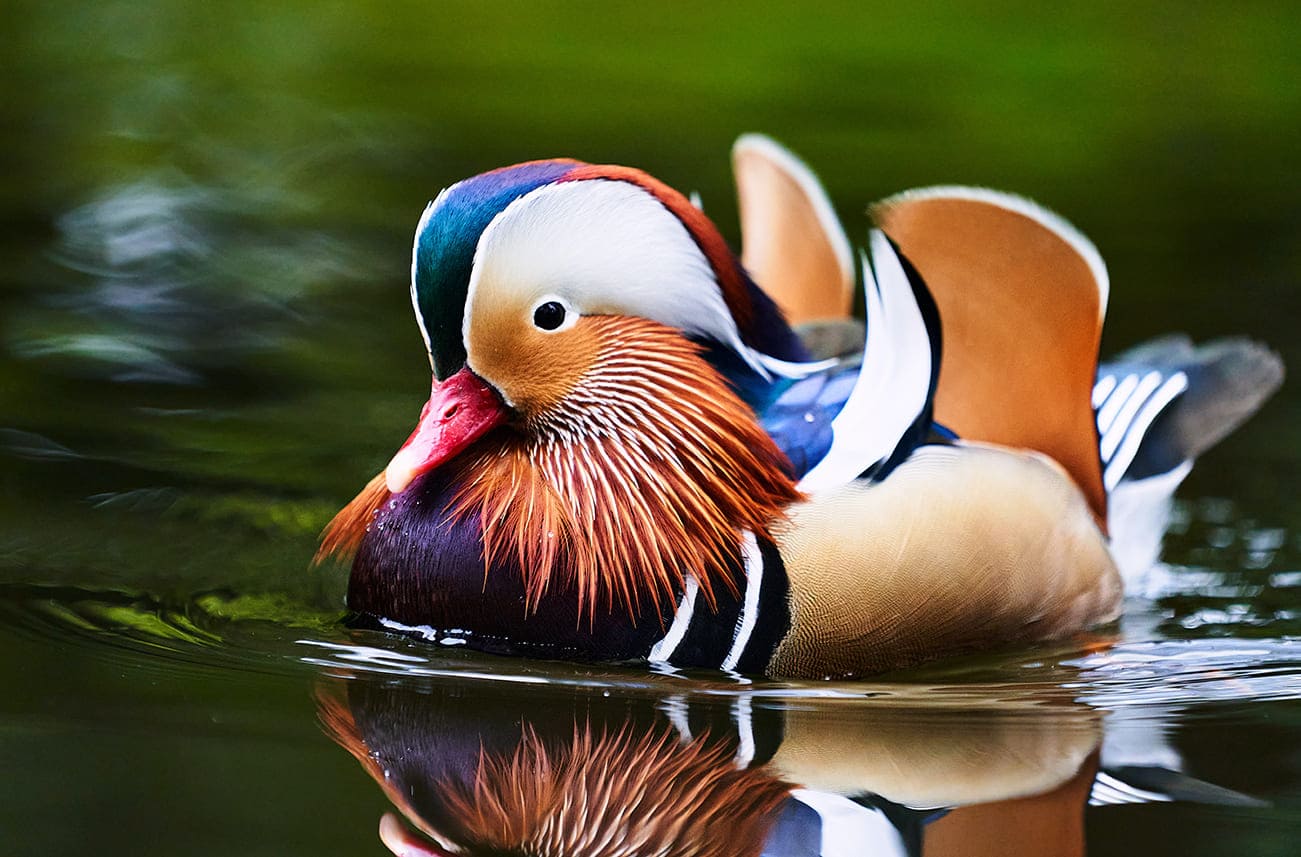 Xem hình ảnh chú vịt uyên ương tuyệt đẹp