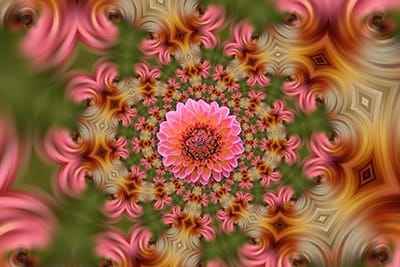 Xem hình ảnh hoa với hiệu ứng kỹ thuật số