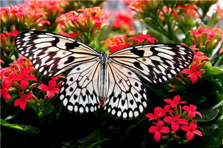 Hình ảnh đẹp về chú bướm và vườn hoa