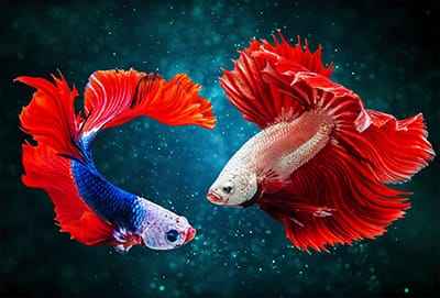 Xem hình ảnh cặp cá beta tuyệt đẹp