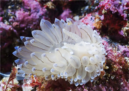 Hình ảnh con sâu biển tuyệt đẹp