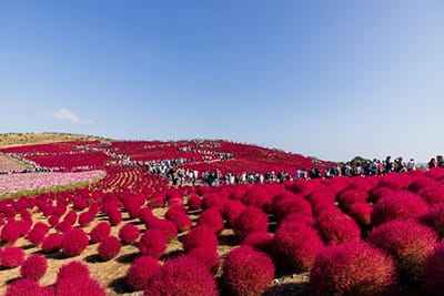Xem hình ảnh đẹp về cánh đồng hoa đỏ rực ở Nhật Bản