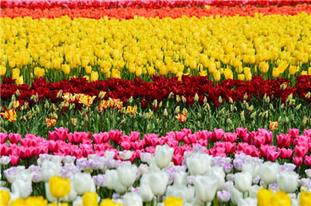 Hình ảnh cánh động hoa tulip rực rỡ