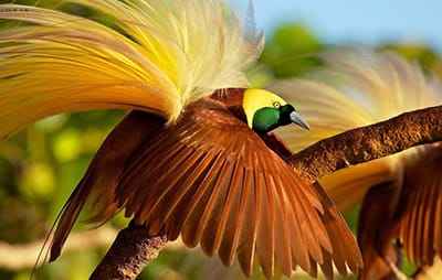 Xem hình ảnh về loài chim thiên đường tuyệt đẹp