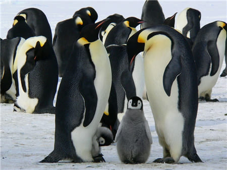 Hình ảnh những chú chim cánh cụt thật đáng yêu