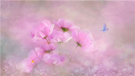 Hình ảnh hoa và sắc hồng thiên nhiên