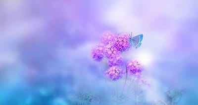 Xem hình ảnh hoa bướm thiên nhiên huyền ảo