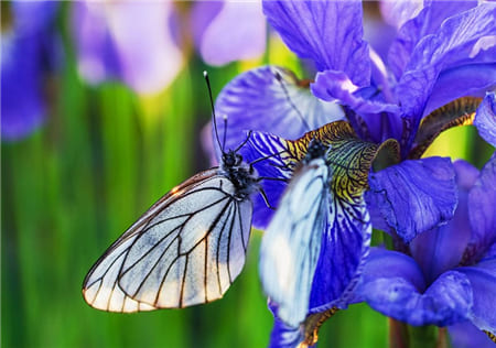 Hình ảnh đẹp chú bướm đi lấy mật hoa