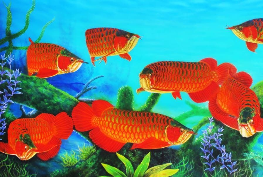 Xem hình ảnh cá Rồng Platinum