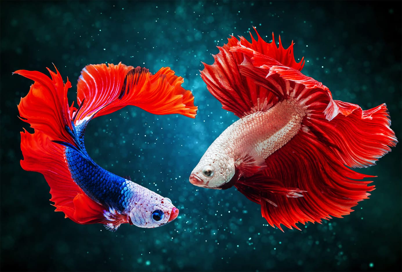 Xem hình ảnh đôi cá Betta tuyệt đẹp với sắc màu rực rỡ