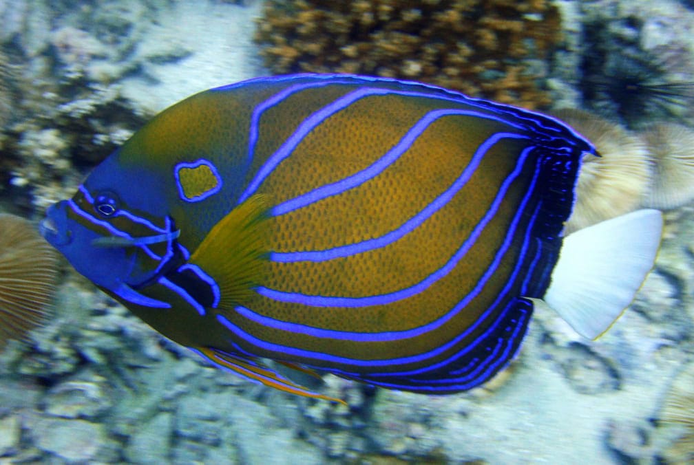 Xem hình ảnh cá Nữ hoàng Angelfish