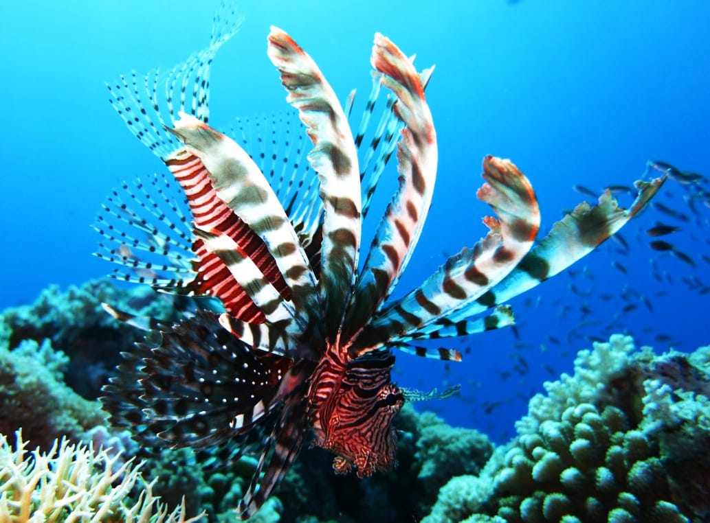 Xem hình ảnh cá Sư tử Lionfish