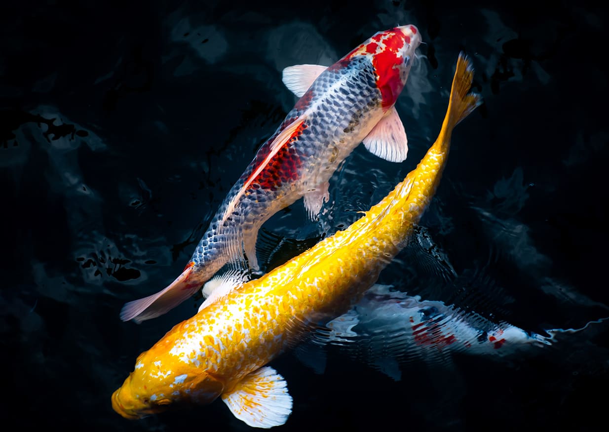 Xem hình ảnh cá Koi Kohaku