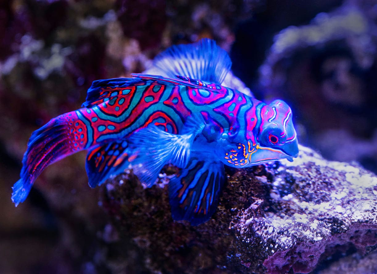 Xem hình ảnh cá Trạng nguyên