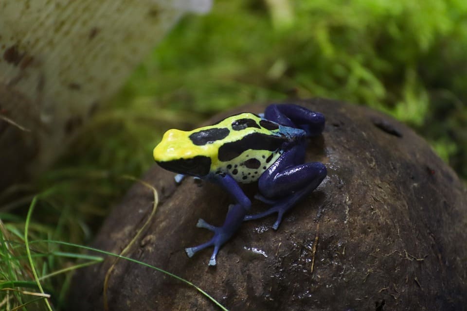 Xem hình ảnh về loài Ếch châu phi