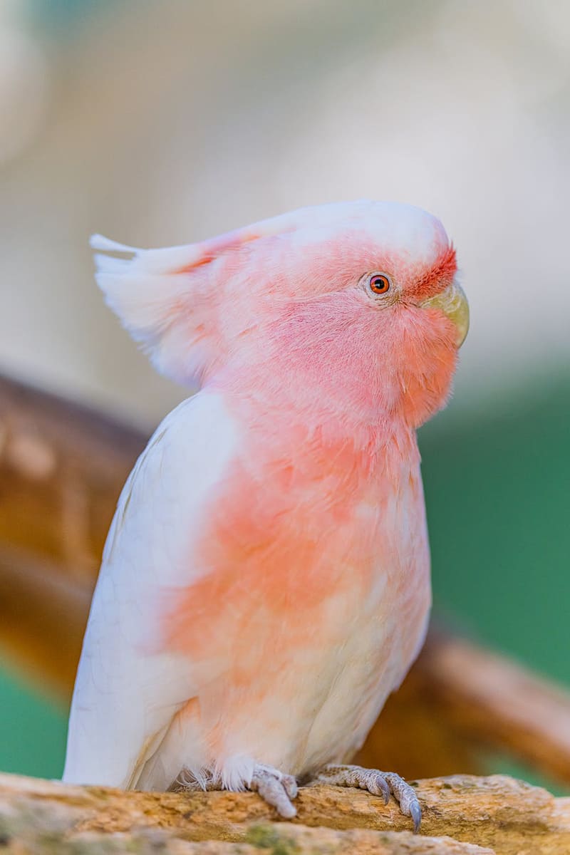 Xem hình ảnh chú vẹt có bộ lông trắng hồng đẹp mắt