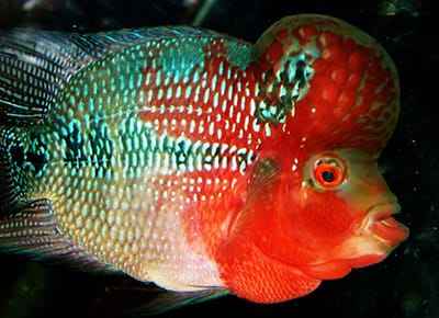 Xem hình ảnh cá Ông tượng Cichlid