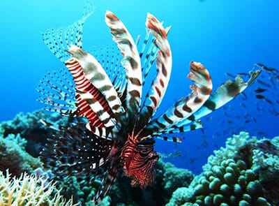 Xem hình ảnh cá Sư tử Lionfish