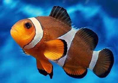 Xem hình ảnh cá hề Ocellaris