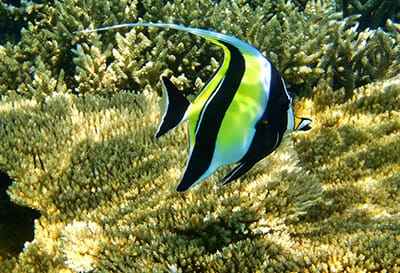 Xem hình ảnh cá Thù Lù Moorish Idol 