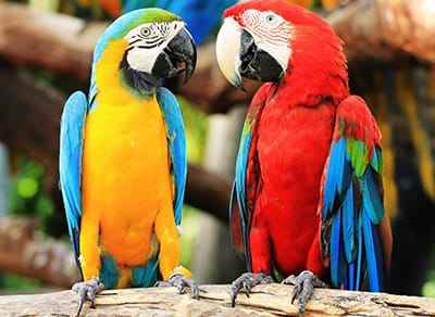 Xem hình ảnh hai chú Vẹt đuôi dài với màu sắc sặc sỡ