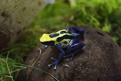 Xem hình ảnh về loài Ếch châu phi