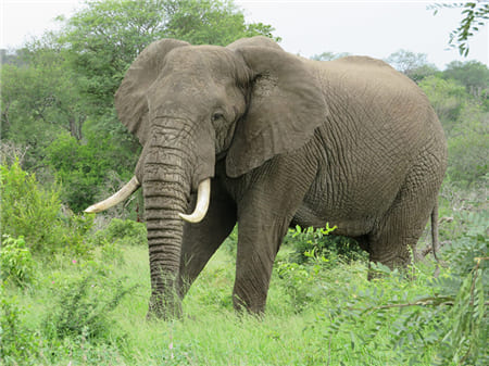 Hình ảnh con voi rừng
