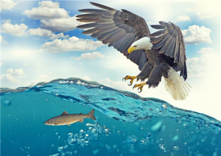 Hình ảnh chim đại bàng bắt cá