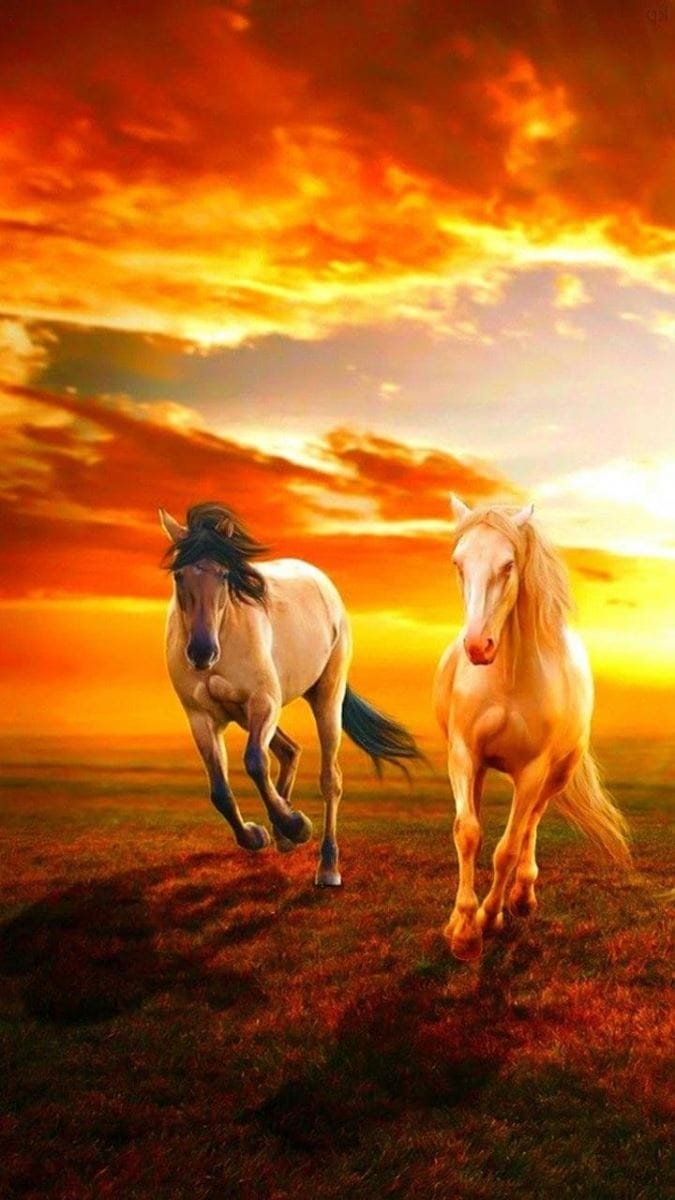 Hình nền điện thoại hai chú ngự phi nước đại lúc hoàng hôn đẹp