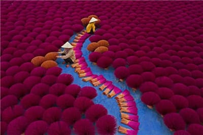 Xem hình ảnh đẹp khi người dân thu hoạch hương phơi