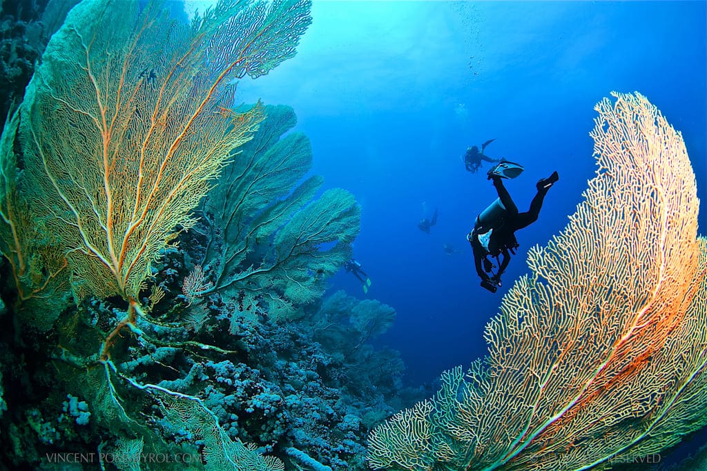 Hình nền máy tính đẹp về những cành san hô dưới đáy biển