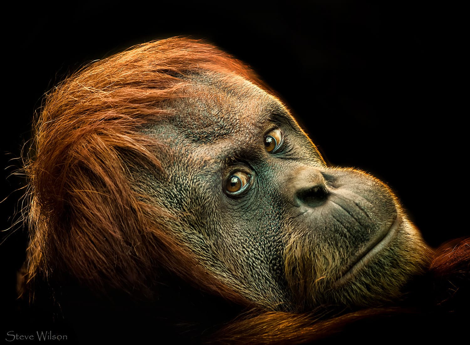 Hình nền máy tính nghệ thuật về gương mặt chú khỉ đột