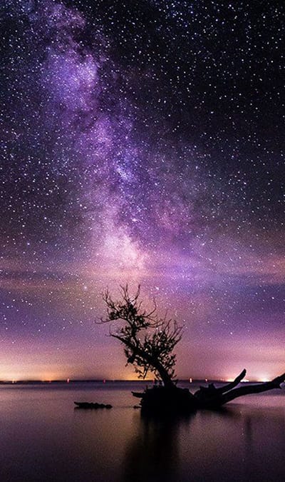 Hình ảnh cây cổ thụ với sức sống mãnh liệt và bầu trời đầy sao tuyệt đẹp
