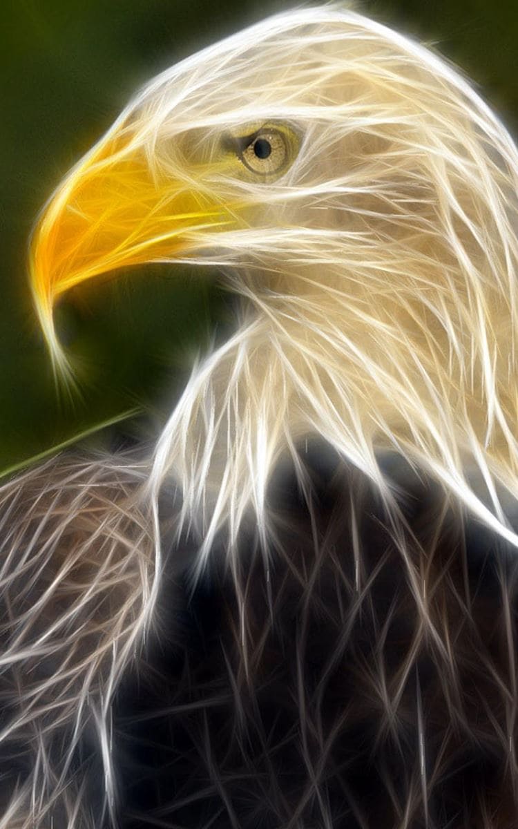 Hình nền điện thoại nghệ thuật phác họa chú chim đại bàng với chiếc mỏ vàng và các đâu trắng