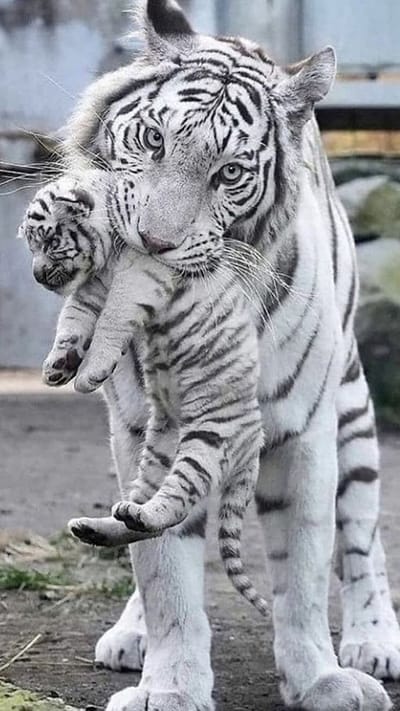 Hình ảnh chú hỏ trắng quý hiếm đang cắp con của mình tuyệt đẹp