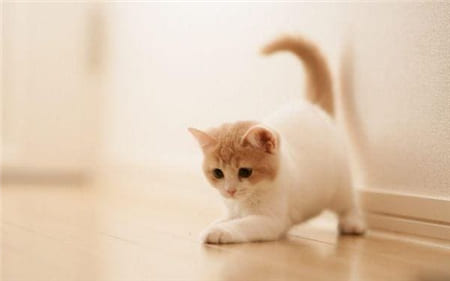 Hình ảnh chú mèo con đáng yêu đang tập đi trên mặt sàn trơn trượt