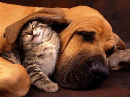 Hình ảnh dễ thương về sự gần gũi của chú mèo và chú chó