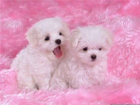 Hình ảnh hai chú cún con nằm trên tấm thảm hồng dễ thương