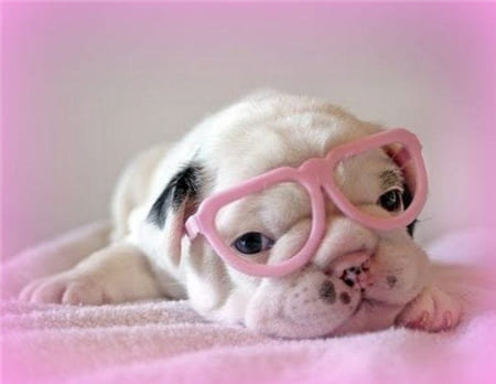 Hình ảnh đáng yêu của chú cún con với cặp kính màu hồng