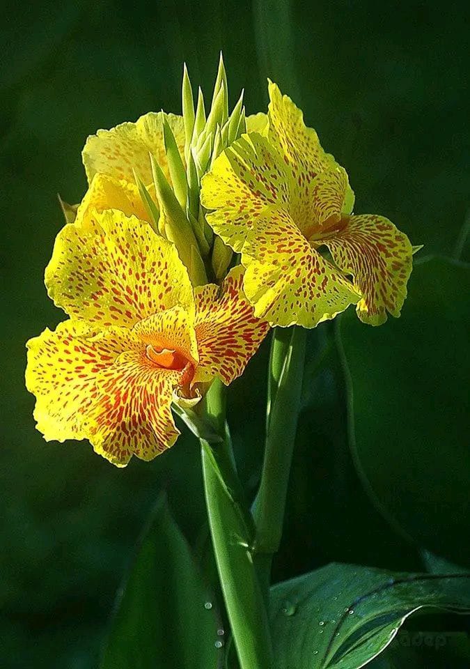 Hình ảnh bông hoa khoe sắc vàng rực rỡ