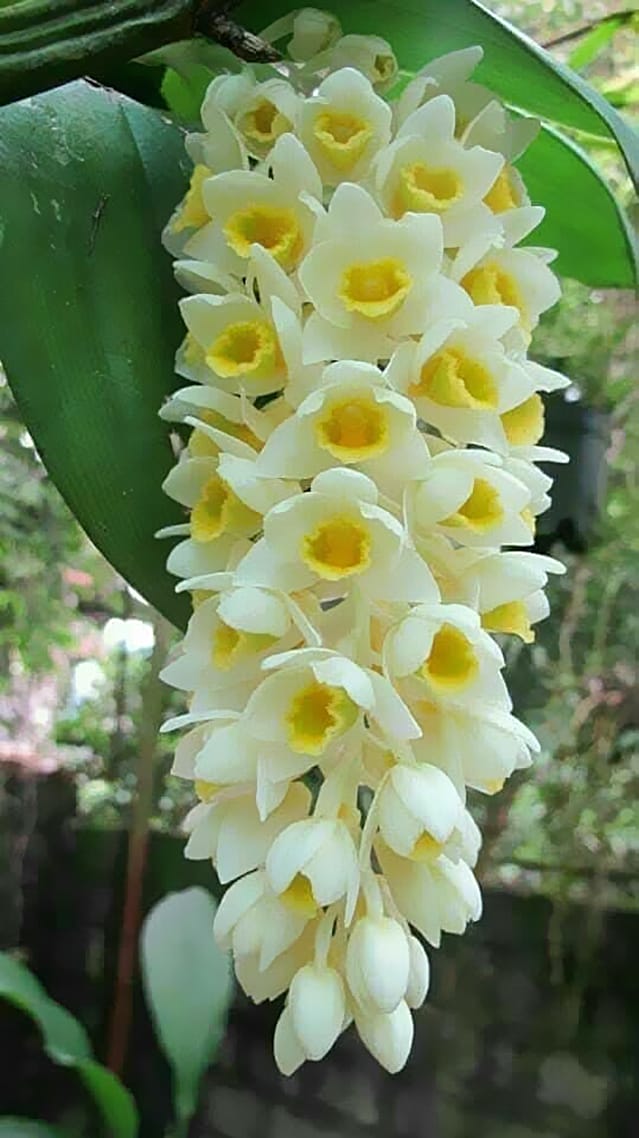 Hình ảnh bông hoa lan đột biết với sác màu trẵng ánh vàng tuyệt đẹp